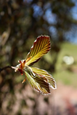Fagus sylvatica 'Dawyck Purple' - buk lesní - jarní pučení